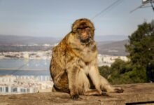 tvs official website advantages