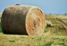 nova node 800800808 expansion loop four word phrase