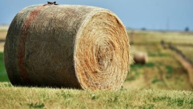 nova node 800800808 expansion loop four word phrase