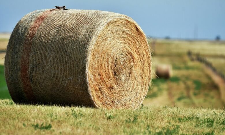 nova node 800800808 expansion loop four word phrase